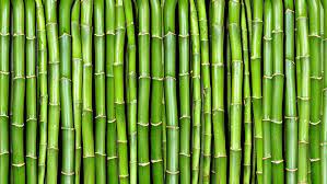 Bamboo
