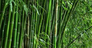 Bamboo