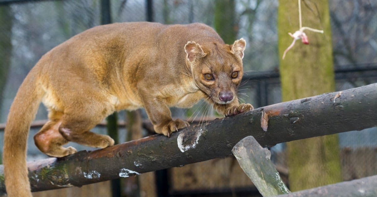 Fossa