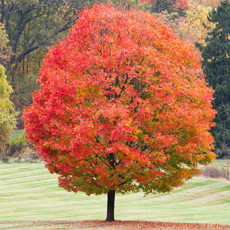 Maple Tree