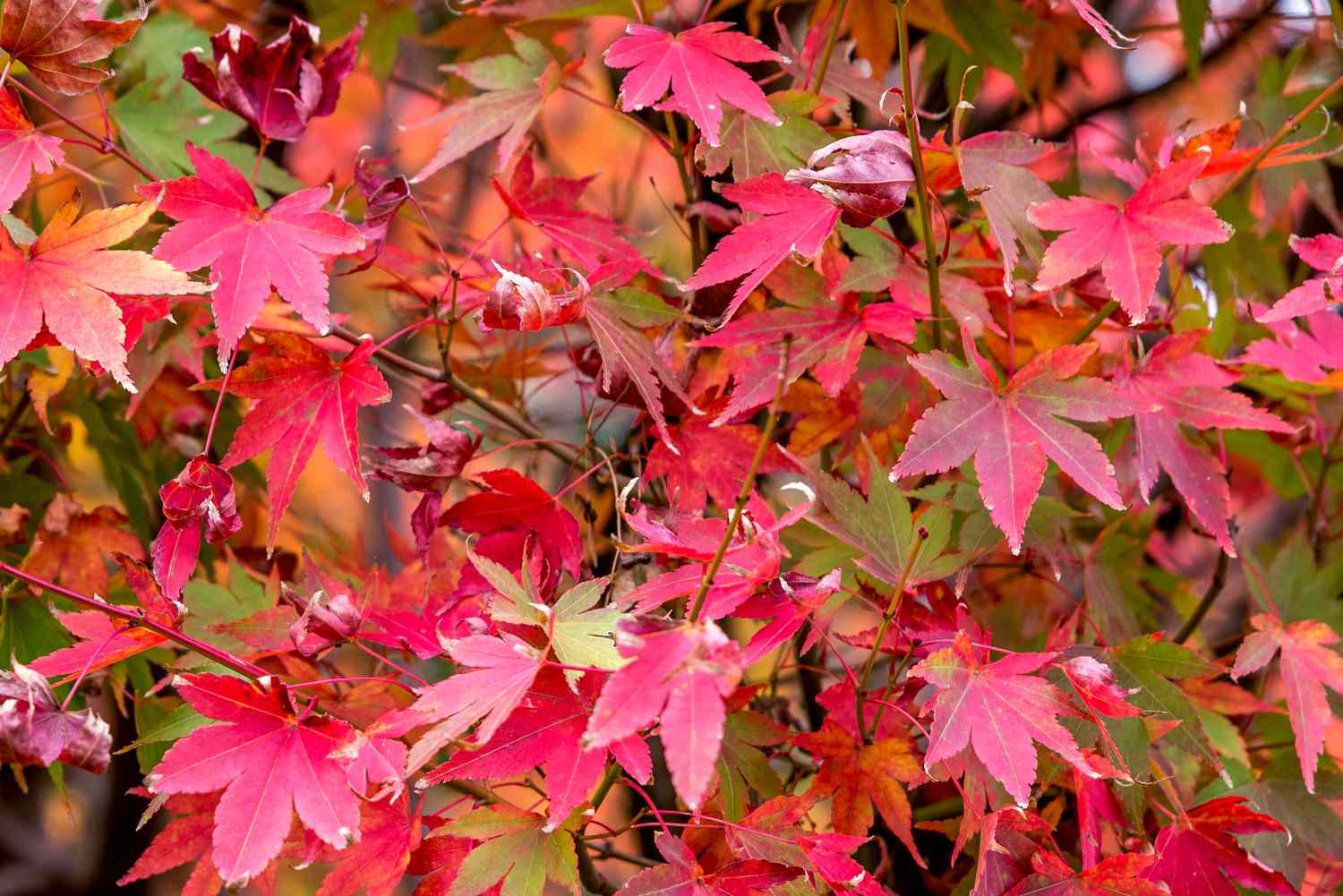 Maple Tree