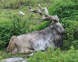 Markhor