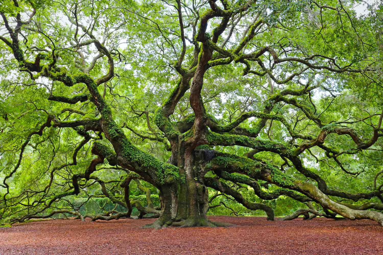 Oak Tree