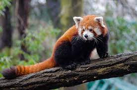 Red Panda