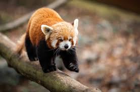 Red Panda