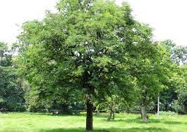 Tamarind Tree