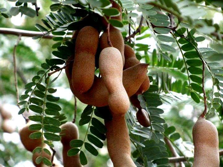 Tamarind Tree