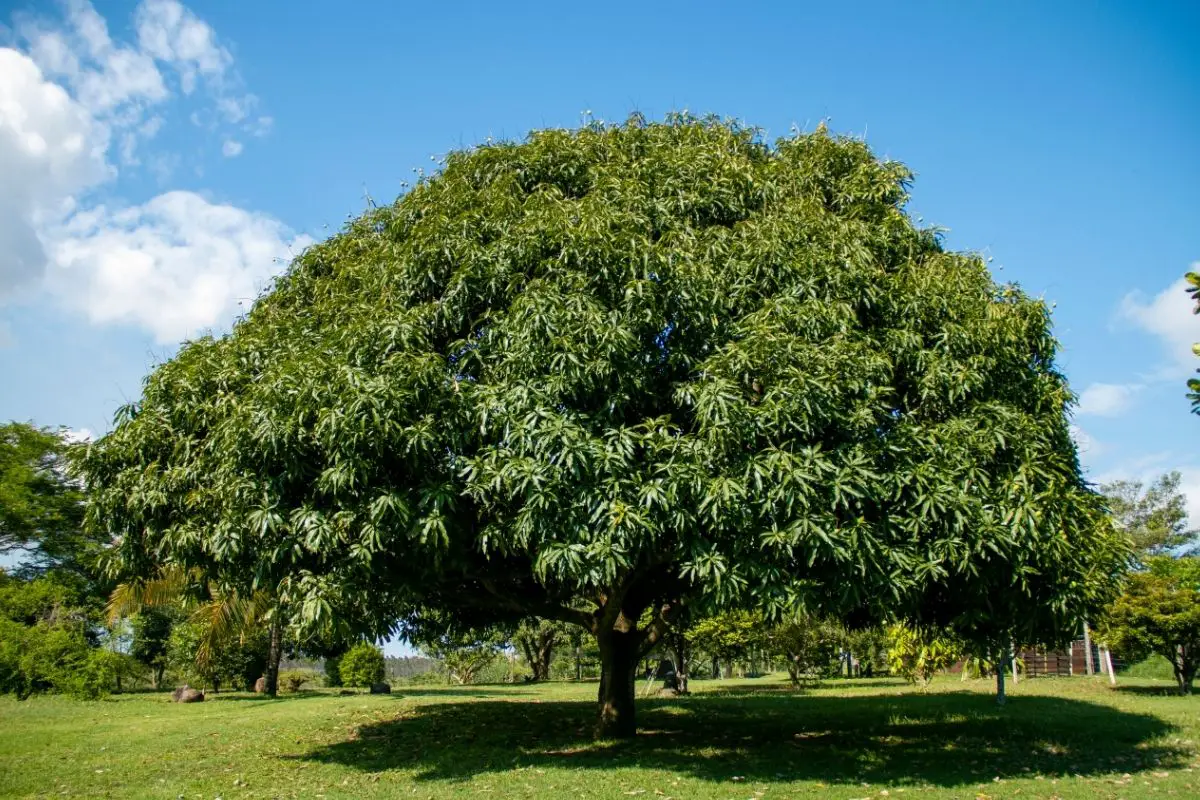Mango Tree