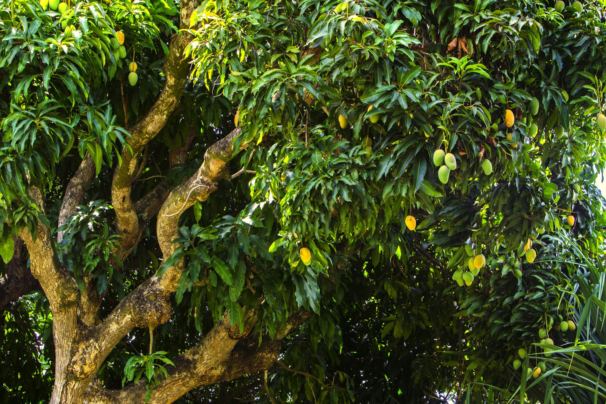 Mango Tree